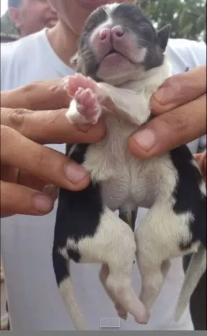 免费下载应用dailymail报纸上刊登着一张长有8条腿小狗的照片,很快,这