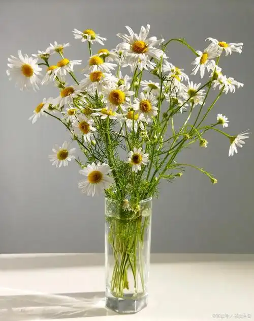 意大利国花雏菊