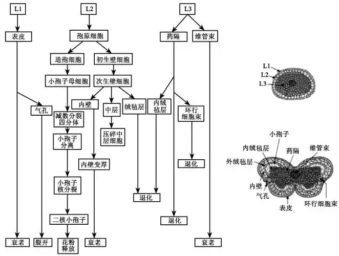烟草小孢子发育过程的观察