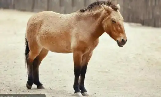 兽类包括哪些动物,十二生肖中兽类有什么(哺乳类动物和图片)