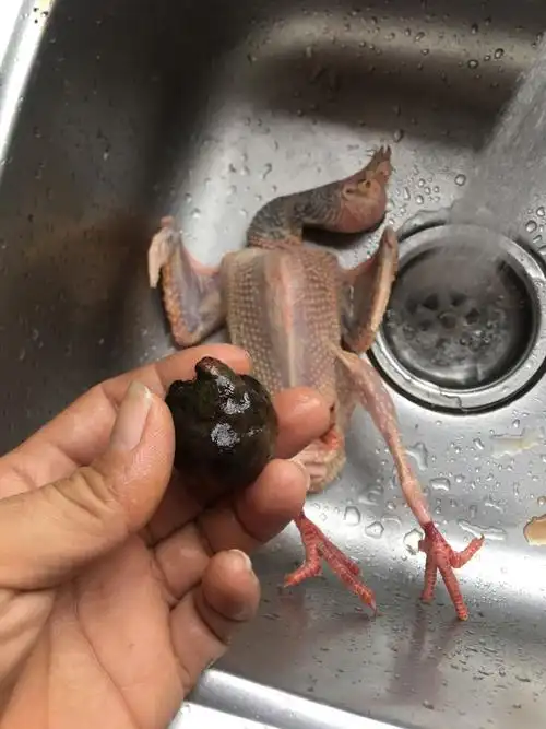 请问这是鸽宝吗?