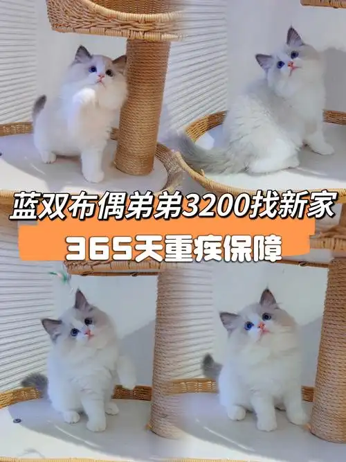 蓝双布偶弟弟3200找新家