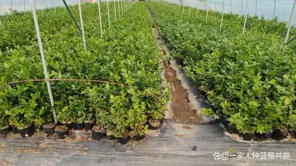 云贵川安徽江苏福建湖南北蓝莓苗#法新蓝莓苗在安徽的繁荣发展在止