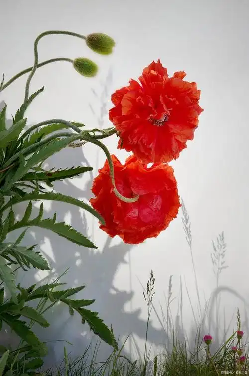 扶桑花种植指南:从种子到盛开的扶桑花