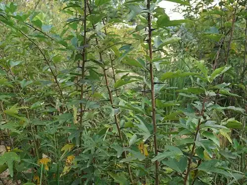 这树满身是刺却称作黄金木古代用来做龙袍如今快挖绝了