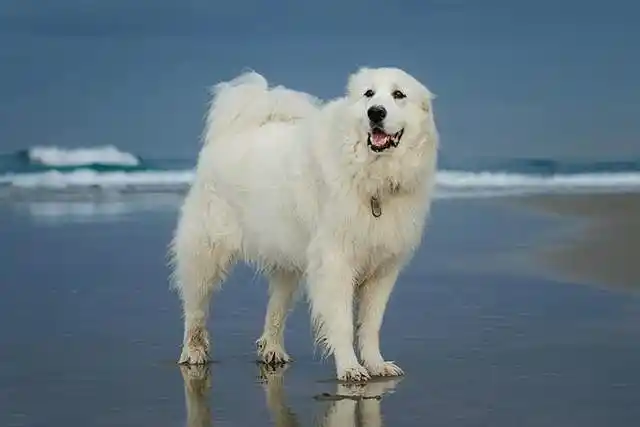 寻根问祖系列112大白熊犬greatpyrenees