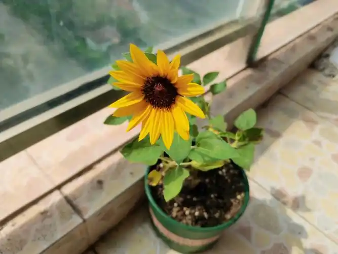 在tv买了一颗小花苗到家后给它换一个稍微大一些的花盆,倒上营养土