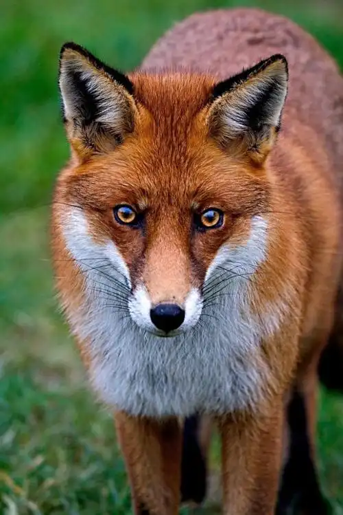 fox 狐狸