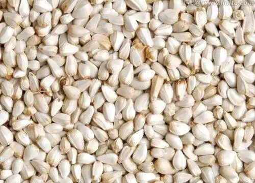 红花籽是什么植物的种子