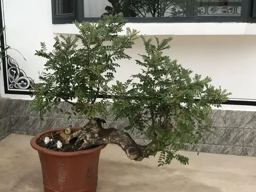 清香木百年老桩