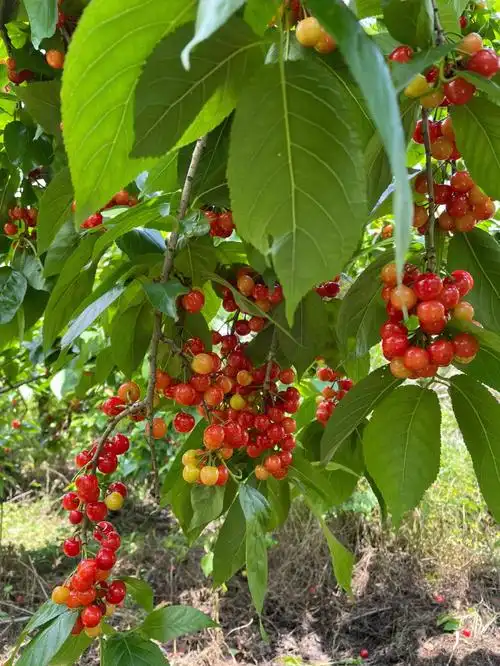 摘樱桃🍒