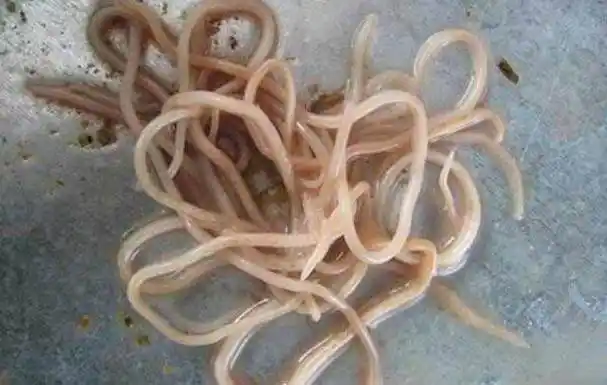 猪蛔虫病的特点,猪蛔虫病的病原是什么?