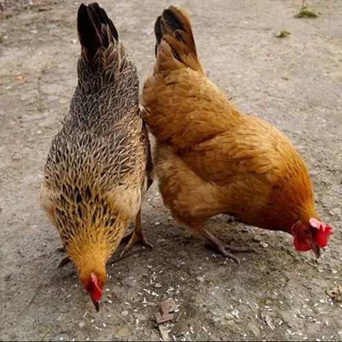 【黑脚老母鸡】正宗土鸡草鸡柴鸡月子鸡走地鸡散养700天