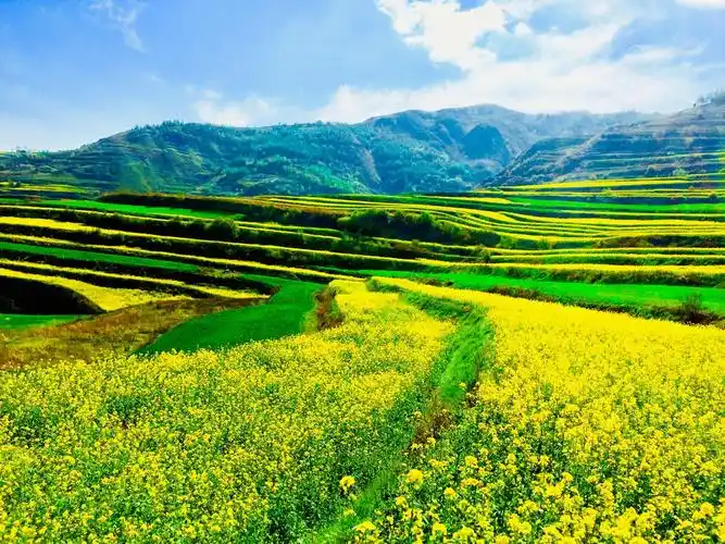 醉美龙台油菜花海