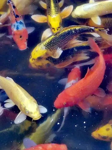 2020.《圆明园公园观锦鲤》手机摄影:阿灵