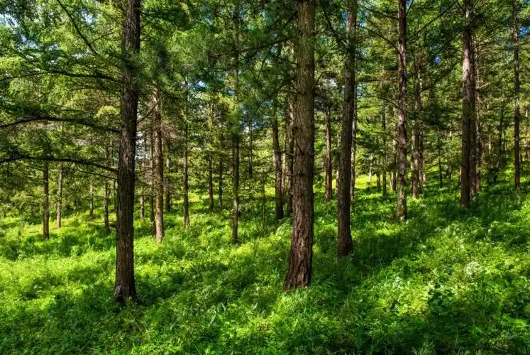 深入践行两山理念打造国有林场生态建设隆化样板河北隆化茅荆坝国有