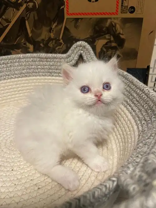 吸猫吸猫,上海家养英短乳白英短重点色英短蓝猫找家长随时可以接坐标