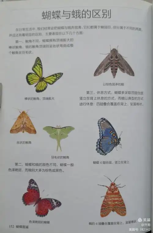 蝴蝶图鉴 第三章 灰蝶总科 附录 蛾 壹号图编辑部