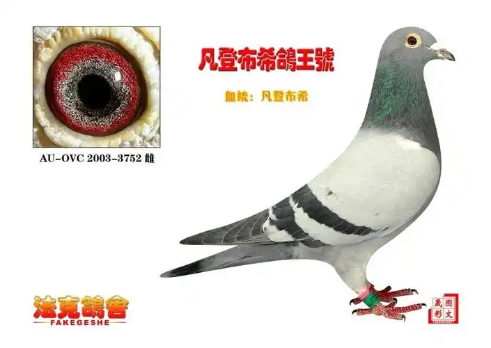 凡登布希鸽王号_铭鸽_赛鸽资讯网