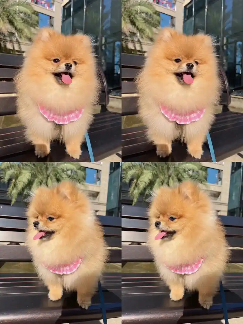 黄博美幼犬1480一只蹲姐姐自家繁殖的一窝黄博美狗狗,弟弟 - 抖音