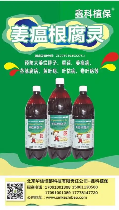 如果控水不到位,或者是为了冲药,就一遍又一遍的浇水,即使农药管用