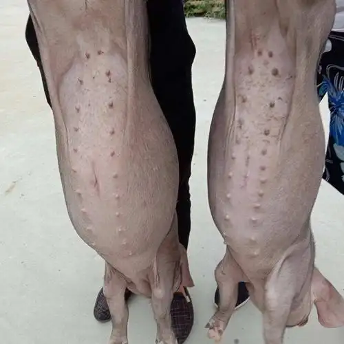 纯二花脸猪太湖母猪仔价格太湖二代小母猪