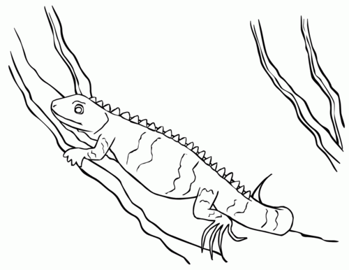 free printable iguana coloring pages for kids