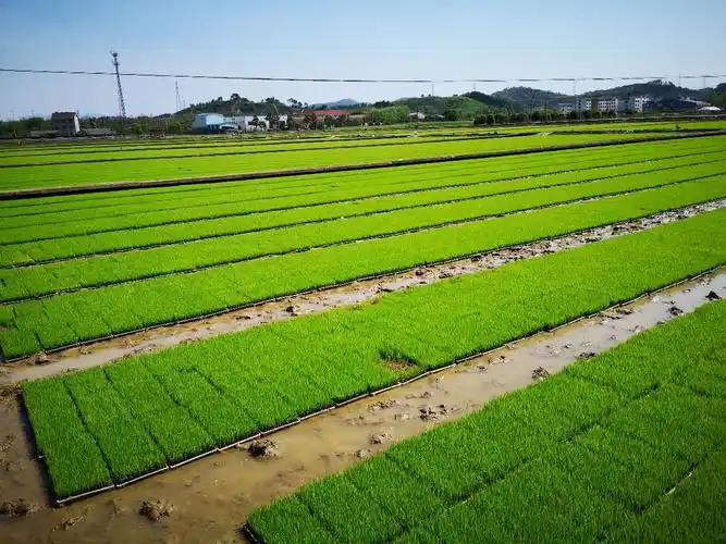 全县早稻种植基本完成