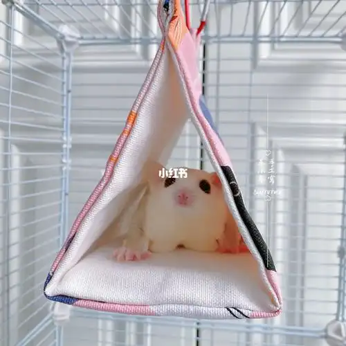 蜜袋鼯手工窝  #花枝鼠  #仓鼠