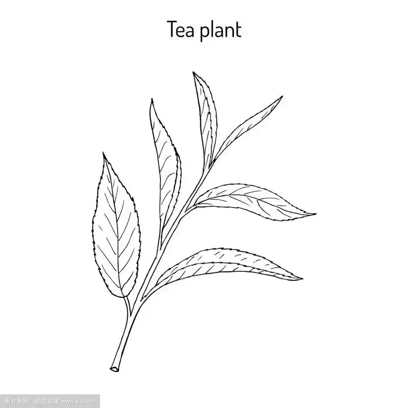 茶树,茶树