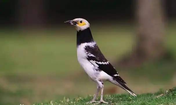 在广东地区非常多,经常很远的距离就听到一群花八哥