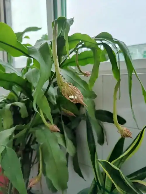 尽情的开吧,我给昙花叶子昙花叶子图片昙花的叶子昙花叶片昙花的那些