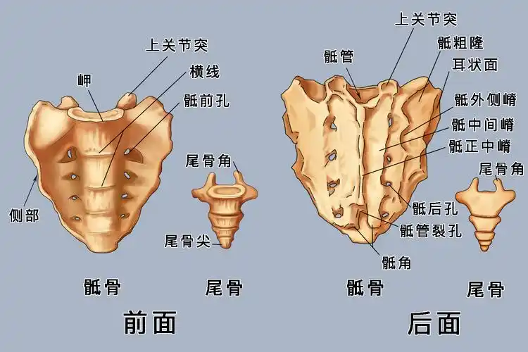 脊椎构造高清图解_有来医生