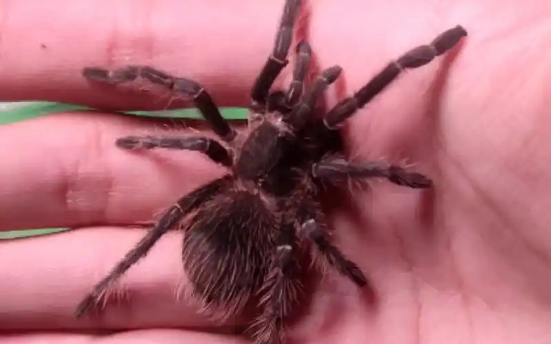 小伙只对这个八脚胖蛛感兴趣,一天到晚都在盘_哔哩哔哩_bilibili