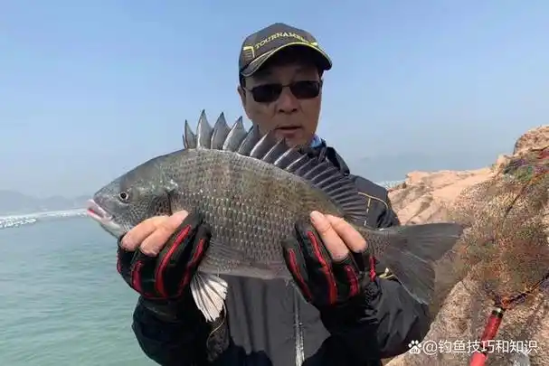 用什么鱼饵?钓黑鲷的4个关键技巧