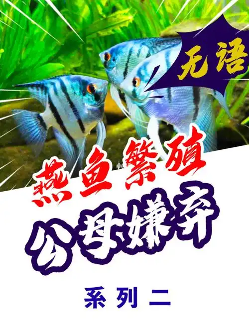 燕鱼繁殖公母看不上怎么办