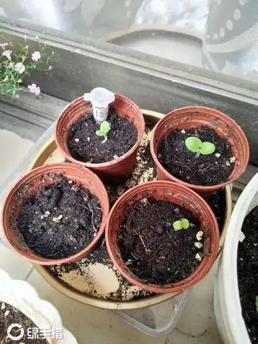 一个星期的天竺葵发芽了