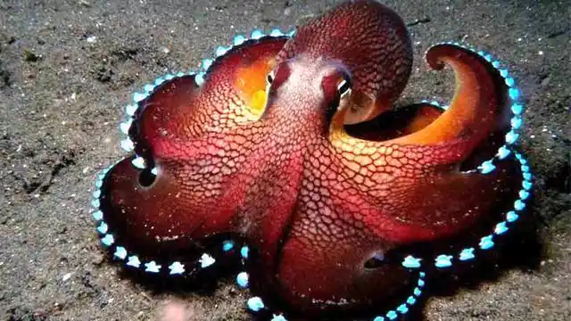 给章鱼吃摇头丸会怎样科学家它们的表现和人类很相似