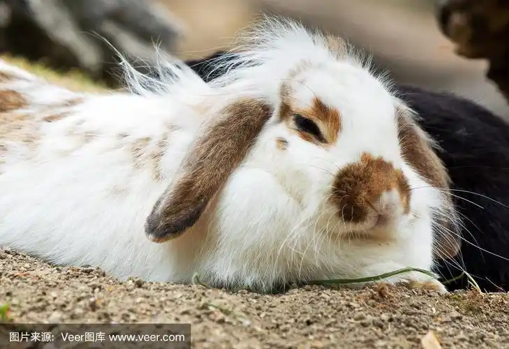 可爱的兔子睡觉