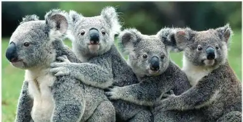 山羊goat读"够特"树袋熊koala读"扣啊乐"企鹅penguin读"潘戈win"袋鼠