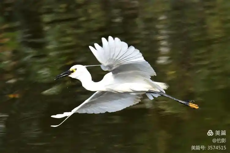 鹭鸟捕鱼百态图