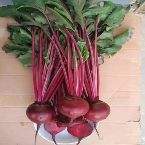 促销欧洲品种beetroot新鲜红甜菜根甜菜头紫蔬菜头酵素农产品5斤