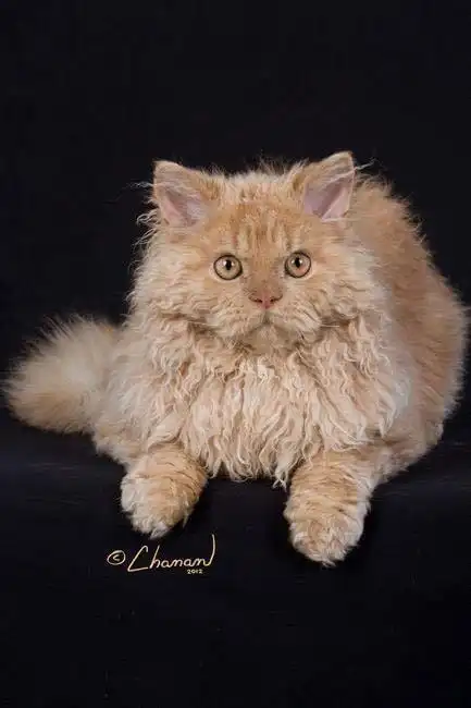 它们是是四种卷毛猫之一,毛发像被烫卷了一样,塞尔