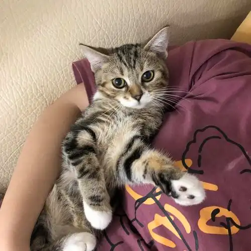 这猫是棕虎斑吗