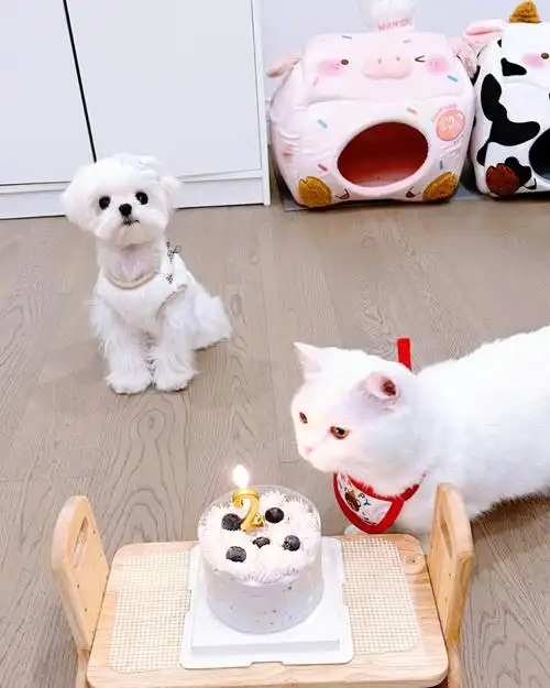 猫咪不懂口令 可太难拍照了蛋糕只是道具 拍完就被麻麻吃了哈哈哈哈哈