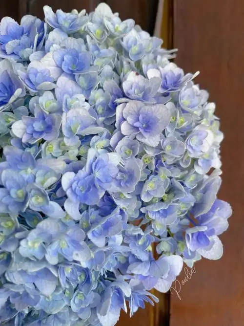 绣球你我的银河