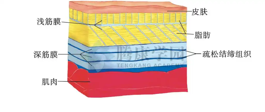 浅筋膜的结构76