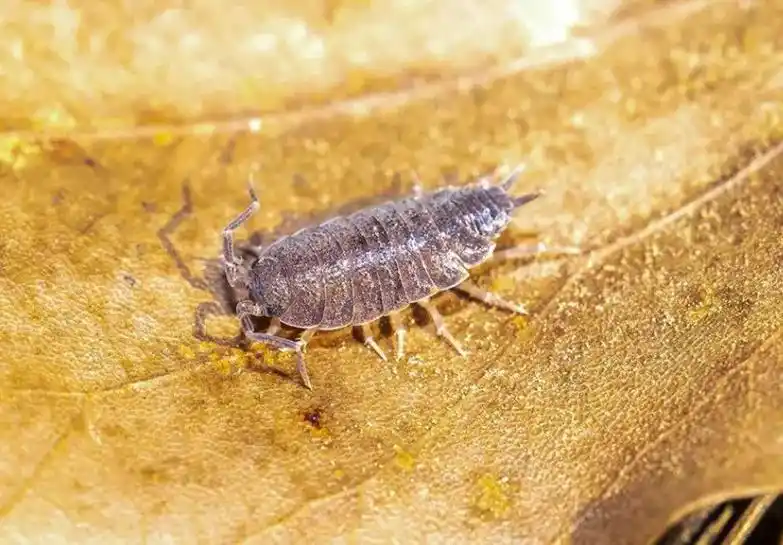 夏天到了,各种害虫开始慢慢出现了.蟑 - 抖音
