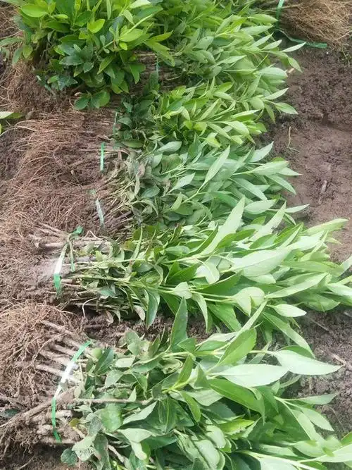 连翘扦插苗床苗15公分左右货源充足根系发达 小苗易存活