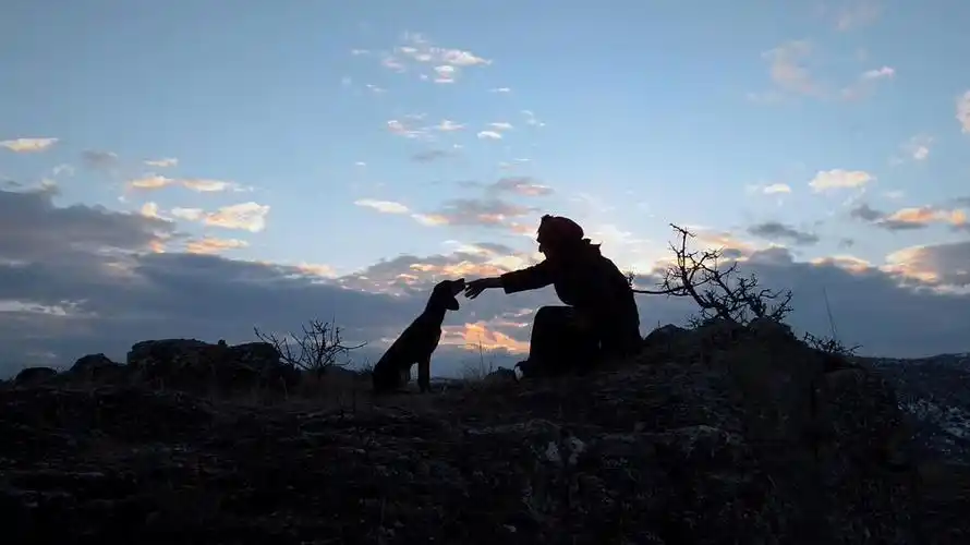 最后仅有这一人一狗,能够享受到这蜂蜜的甘甜!
